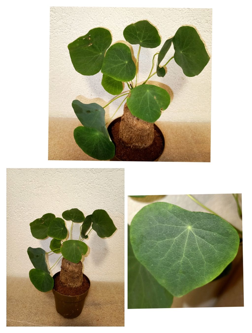 Pflanzen & Samen: Stephania Suberosa  – Neu (gemäss Beschreibung) aus schöftland von UniquePlants