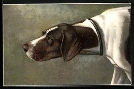 Vorsichtig nähert sich ein Jagdhund jem