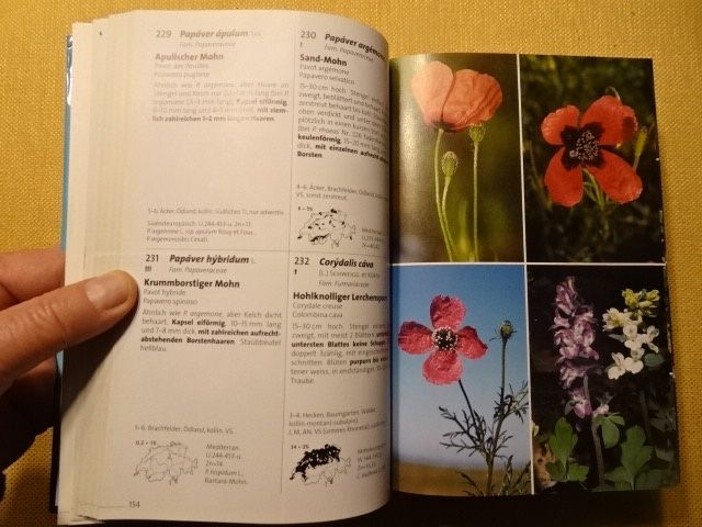 Libri: Flora Helvetica - 2 Bücher – Usato da Oberweningen venduto da Gerini 4