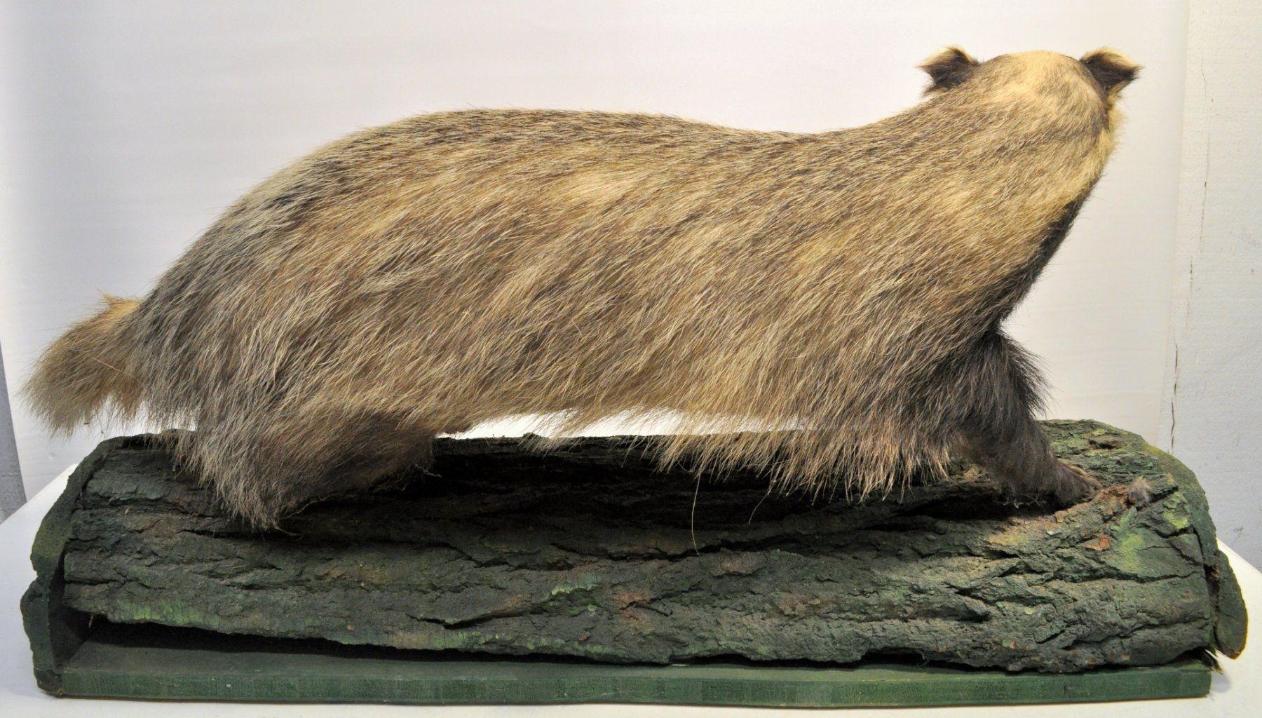 Welt der Tiere: Blaireau naturalisé – Gebraucht aus Neuchâtel von Neuchatel 2