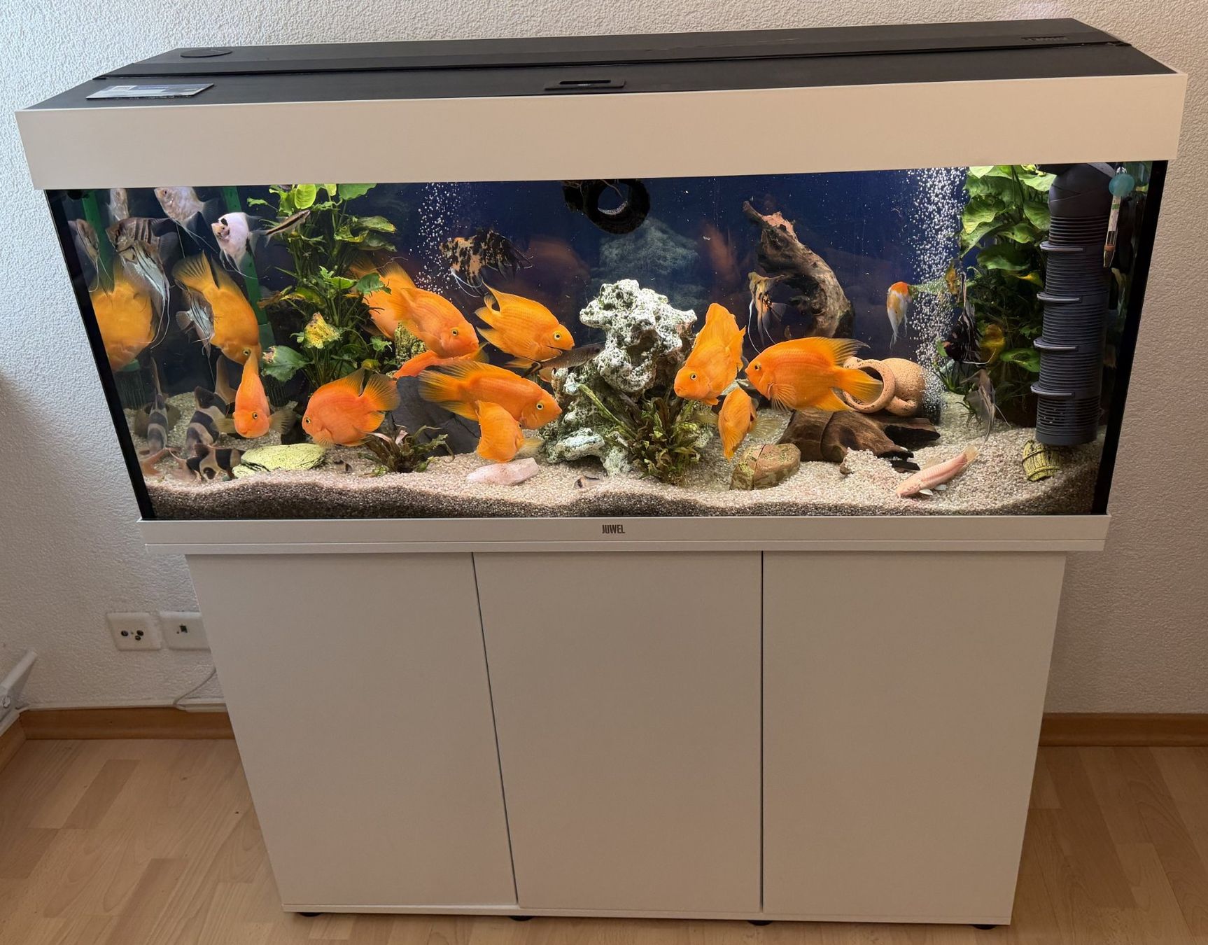 Juwel Aquarium: Juwel Rio 240 LED Kombination, weiß ... – Gebraucht aus Chur von Papageibarsch77 3
