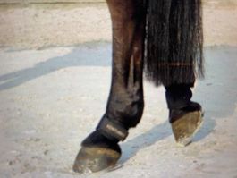 Neu Kentucky Fesselschutz - Pastern Wrap, Paar - schwarz