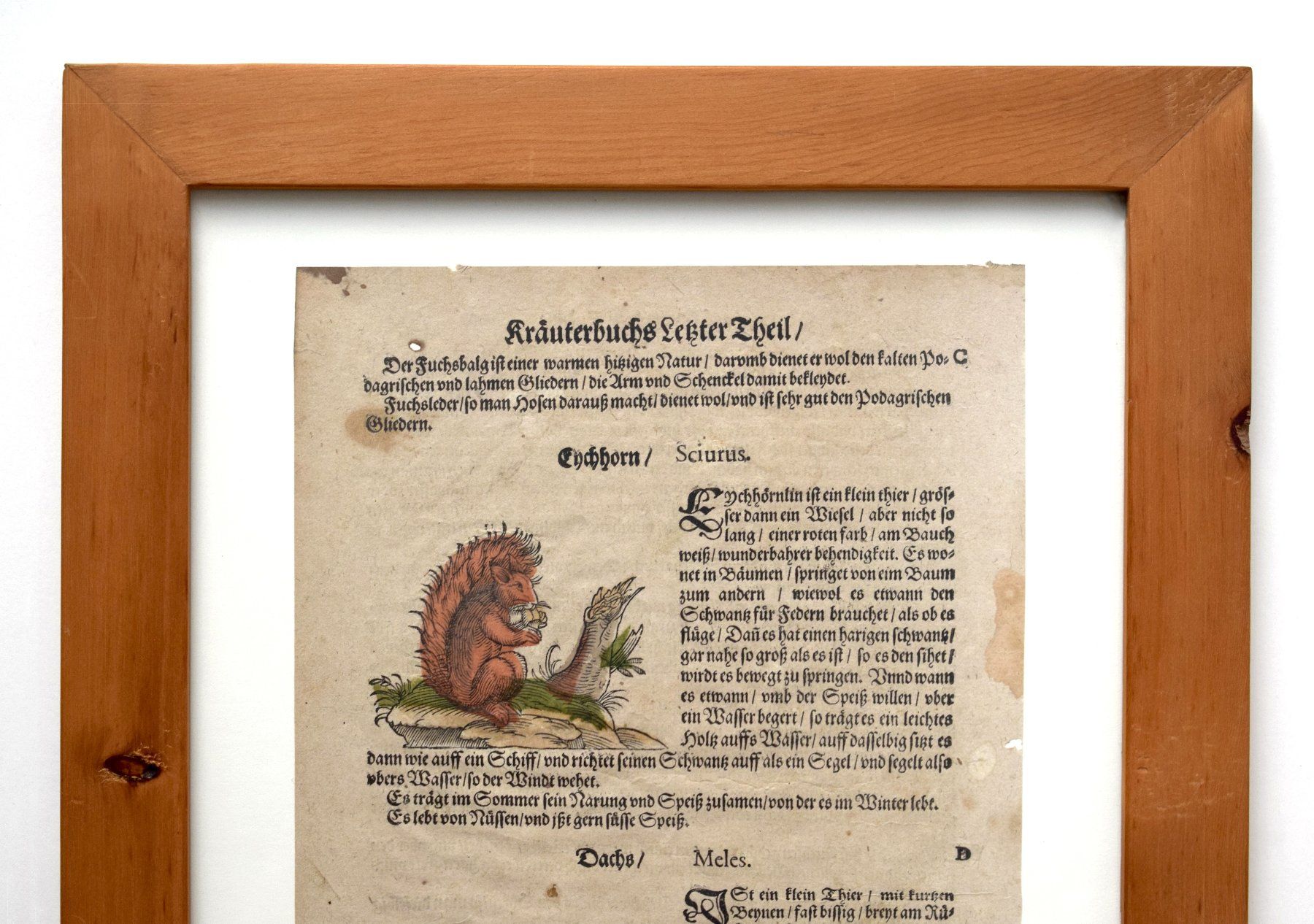 Xilografie: RAR LONITZER Kräuterbuch antik Dachs Eichhörnchen – Usato da Zürich venduto da kunstarchiv.online 4