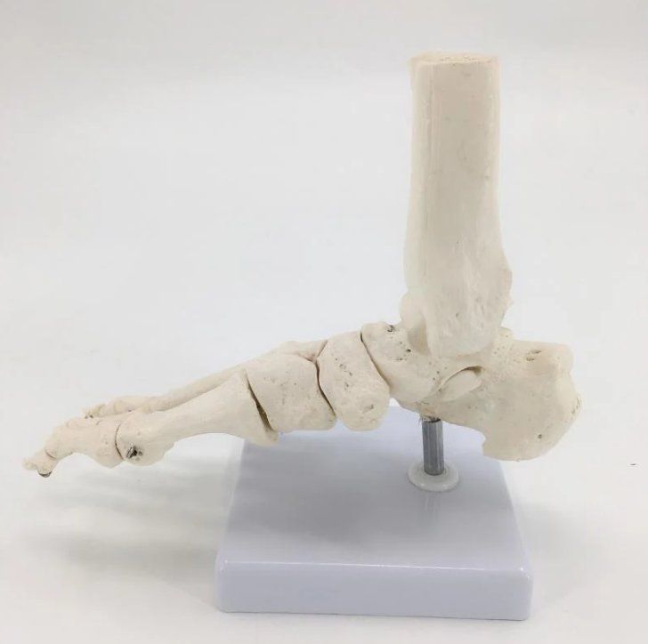 Kit di modellismo & Modellini statici: Fuss-Skelettmodell in Lebensgröße - Anatomisches Modell – Nuovo e nell'imballaggio originale da Geneve venduto da Titi2008 4