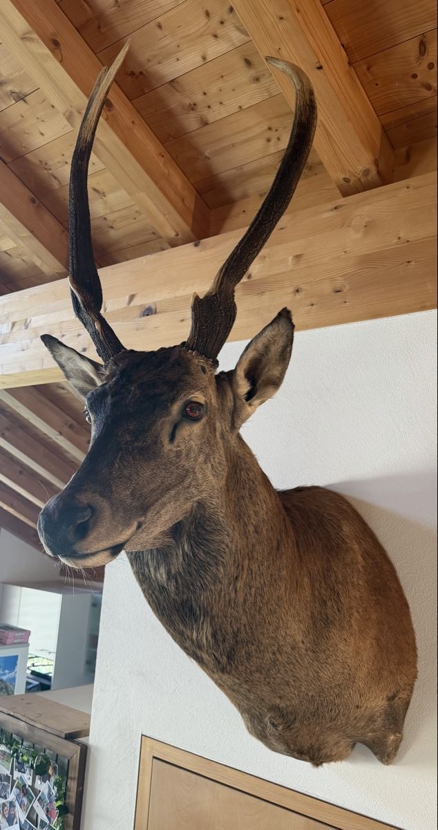 Monde des animaux: Hirsch Präparat – Neuf (Voir description) à Rueun par Scarpa15 2