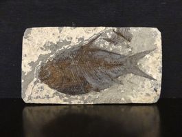 Versteinerter Fisch Fossil JIANGHANICHTHYS - BLACK FISH