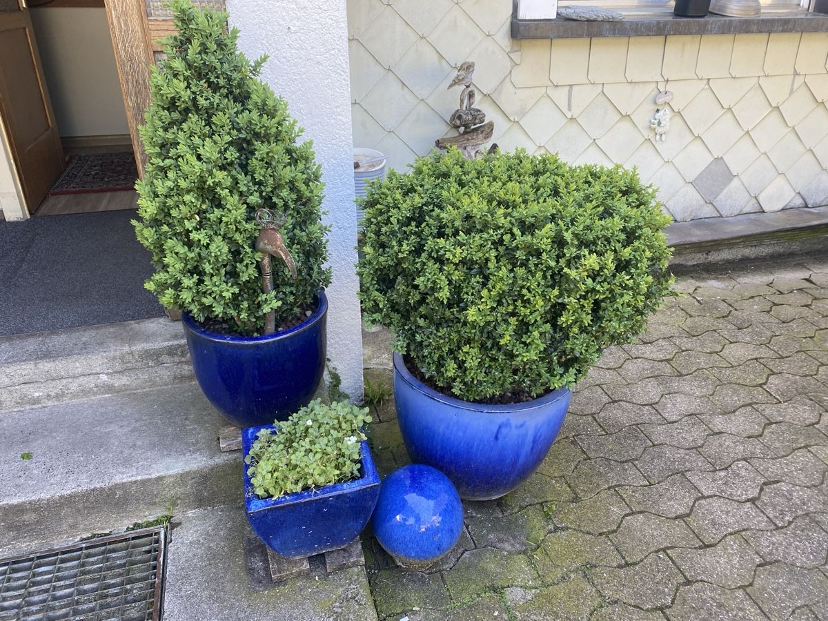 Pflanzen & Samen: Gartenpflanze – Gebraucht aus Krummenau von Schmudel 1