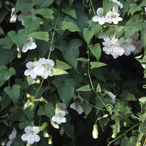 Piante & sementi: 50 Samen Asarina WHITE – Nuovo (secondo la descrizione) da Ehrendingen venduto da VerveinaSamen
