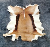 Echtes Fell/Leder aus Springbock-direkt von Südafrika!