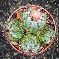Melocactus Matanzanus - jedes Jahr blühend
