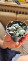 String of Hearts - Ceropegia