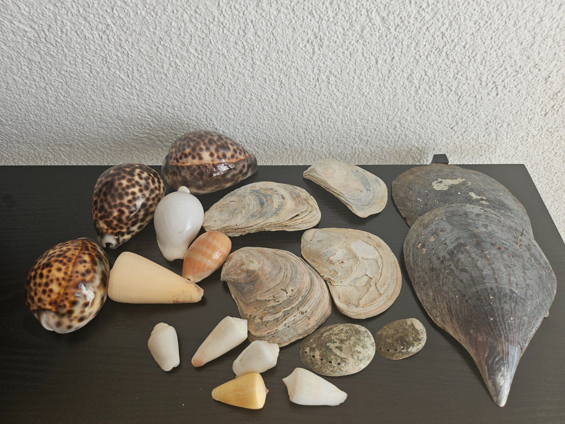 Fossili: Muscheln und Schneckenhäuser-Set – Usato da Rafz venduto da Domimir