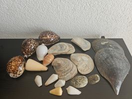 Muscheln und Schneckenhäuser-Set