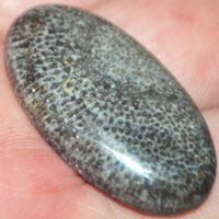 Cabochon L-1469 – Schlangen Fossil Edelstein – 33x18mm