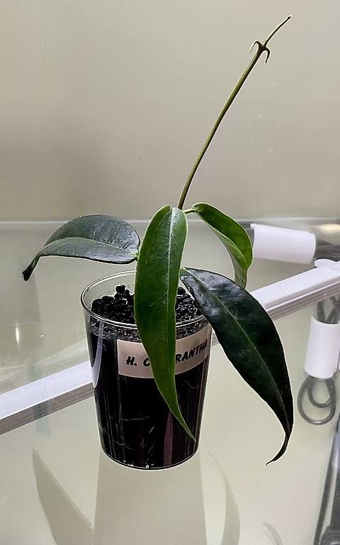 Pflanzen & Samen: Hoya chlorantha – Neu und originalverpackt aus Schönholzerswilen von Leavylounge 1