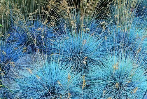 Piante & sementi: Fétuque bleue 100g – Nuovo (secondo la descrizione) da Bremblens venduto da FIBONACCI369