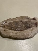 Fossilienfund: Sensationeller Fisch Fossil Steinplatte!