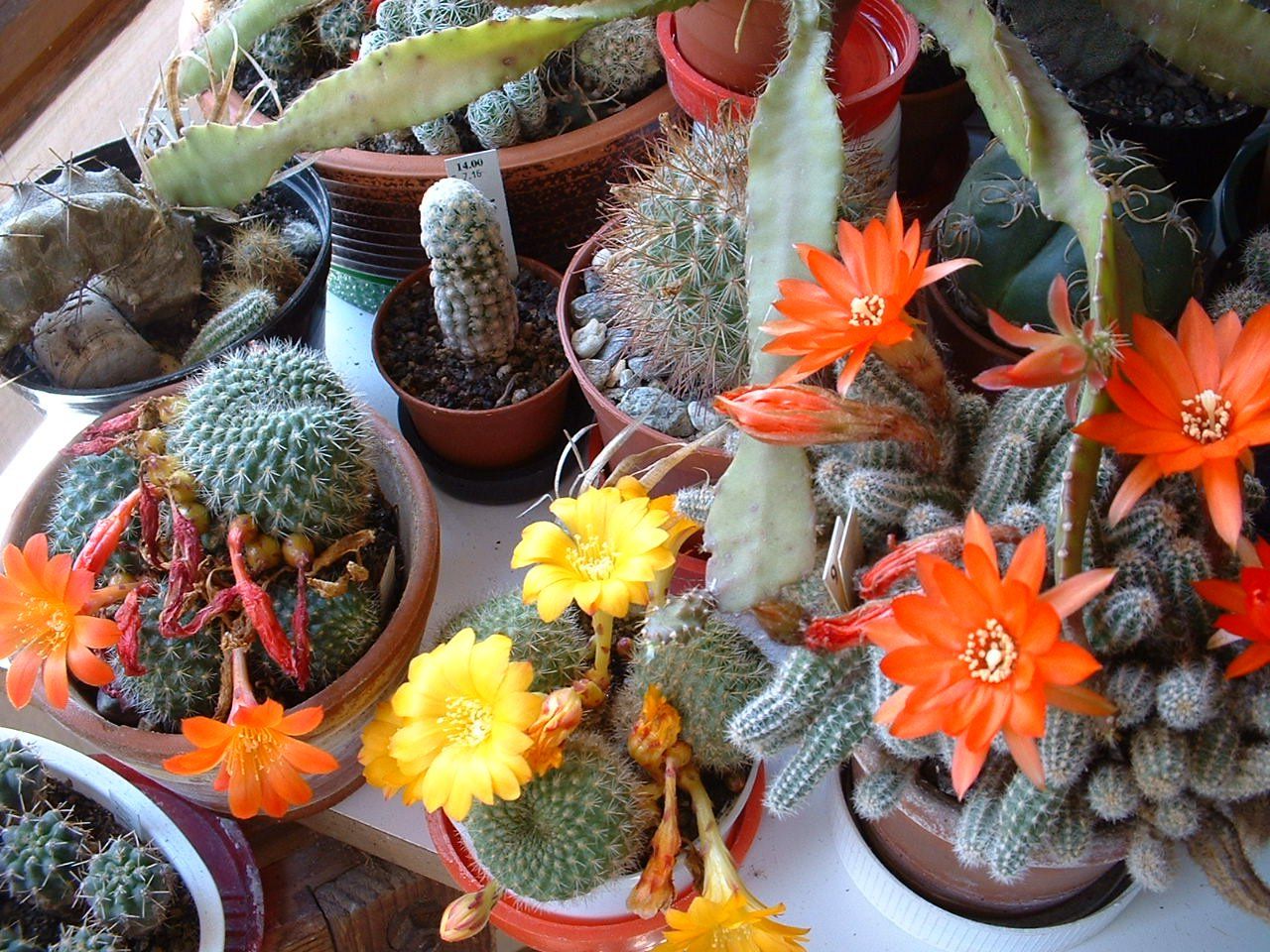 Piante & sementi: Kaktus : Chamaecereus silvestri – Usato da Emmenbrücke venduto da Tacitus0 1