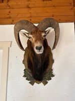 Widderkopf präpariert mit geschnitzten Schild guter Zustand