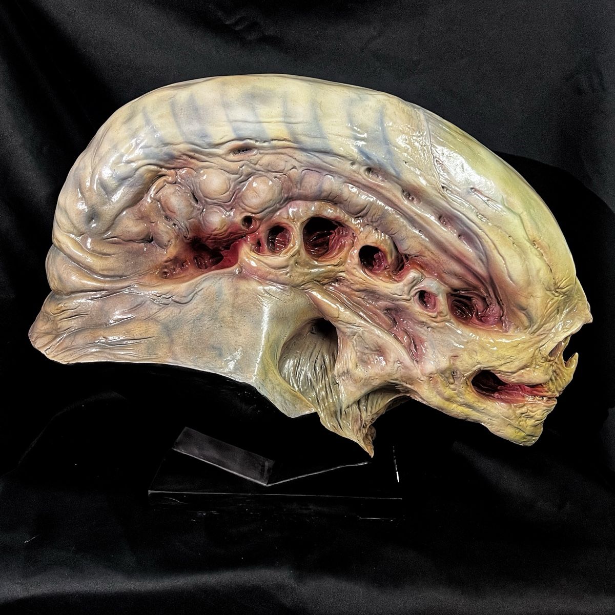 Statuette: 1:1 ALIEN Resurrection Büste, wie Coolprops Sideshow – Nuovo (secondo la descrizione) da Glattfelden venduto da Ak_5bL 1