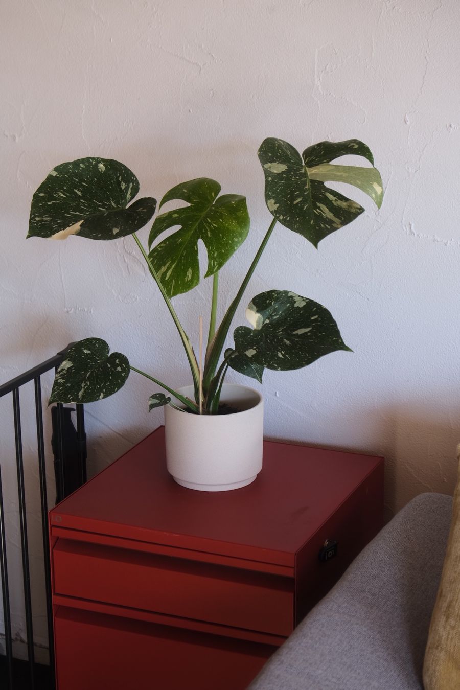 Piante & sementi: Monstera Variegata, Hydrokultur 60cm – Nuovo (secondo la descrizione) da Ehrendingen venduto da Simon_Cu_ 4