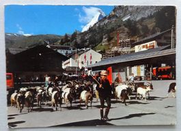 Zermatt, Matterhorn, Auszug der Ziegen auf die Weide