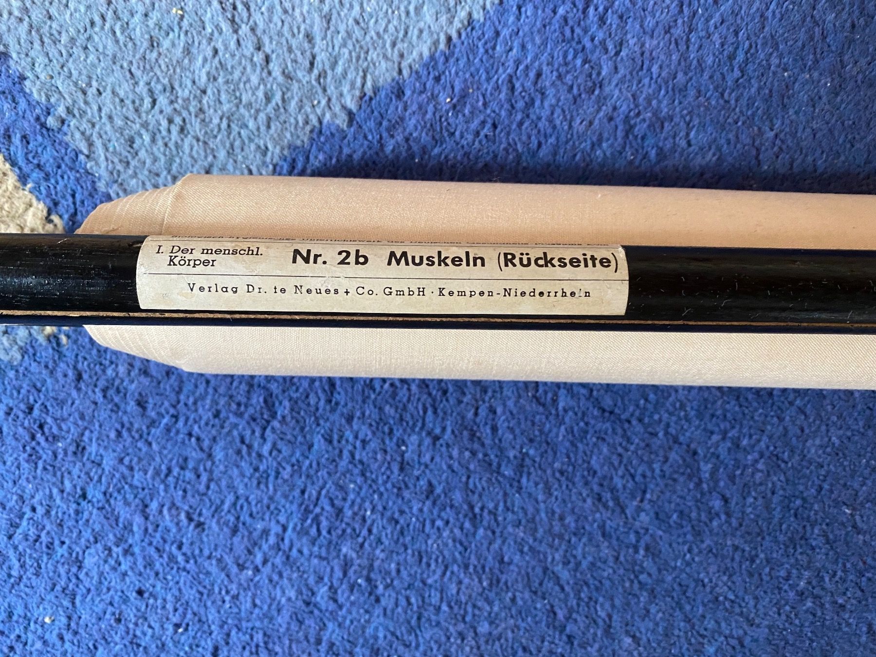 Poster & Bilder: Schulwandbild /affiche d école LES MUSCLES 1960 – Gebraucht aus Les Sciernes d Albeuve von Ange13 4