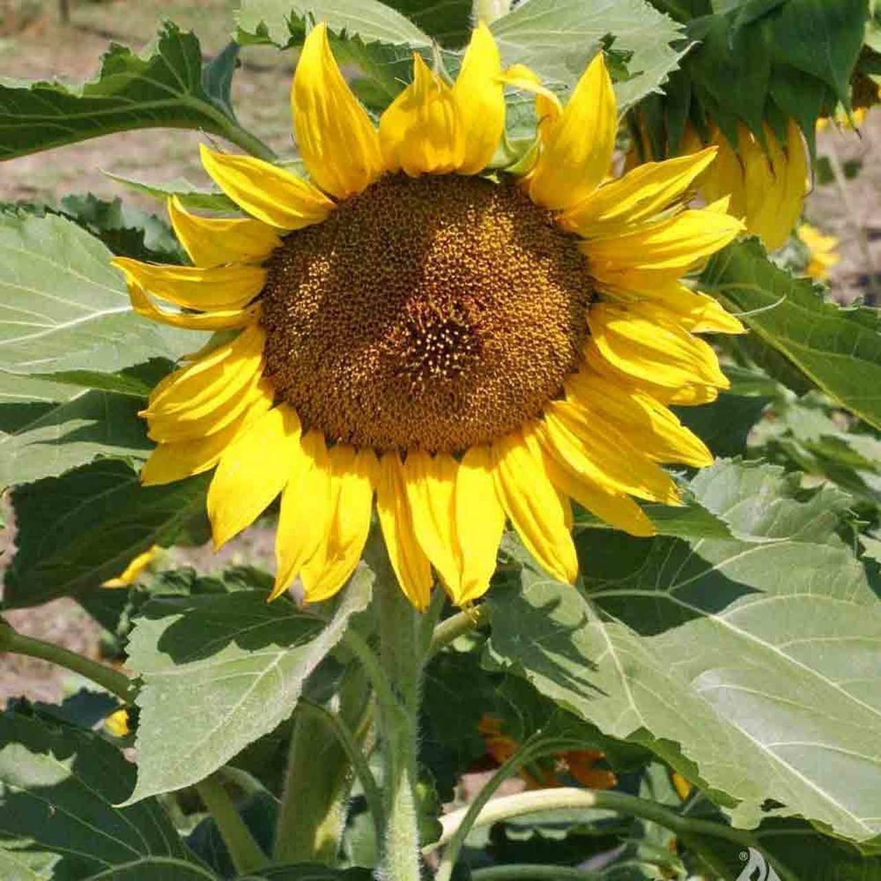 Pflanzen & Samen: 45 Samen SUNSPOT Zwerg Sonnenblume – Neu (gemäss Beschreibung) aus Ehrendingen von VerveinaSamen 1