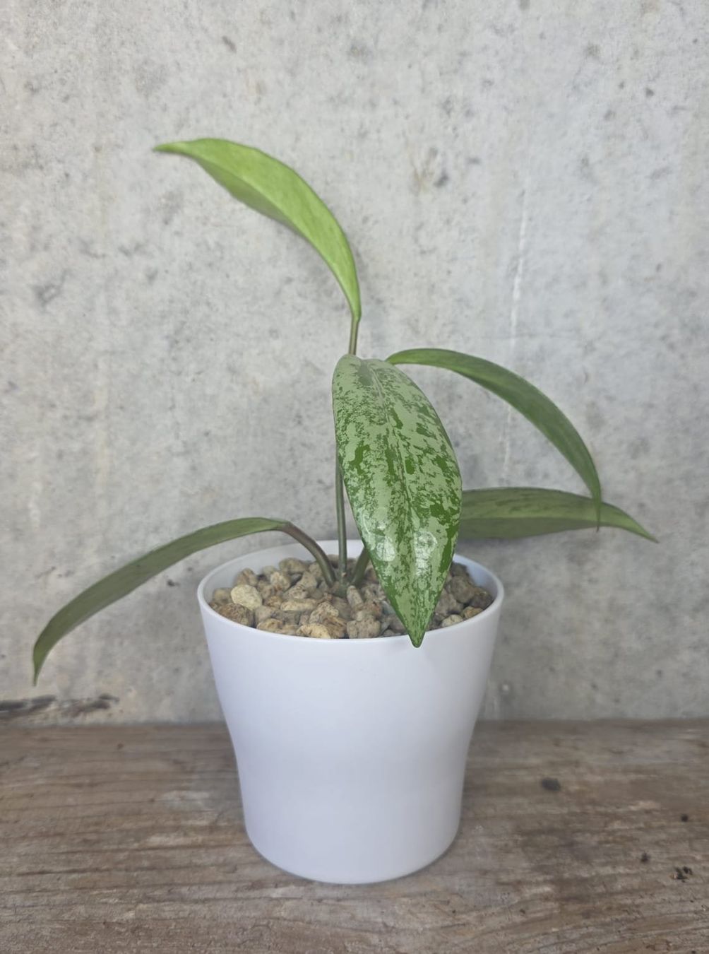 Piante & sementi: Hoya Pubicalyx 'Pink Silver Ghost' – Usato da St.Erhard venduto da Plumilandschweiz 2