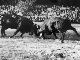 Rarität Foto Finale 1960 Batailles de reines des Vache