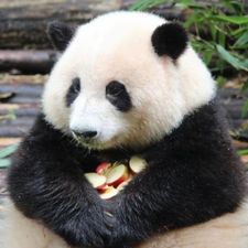 Profile image of pandahehua