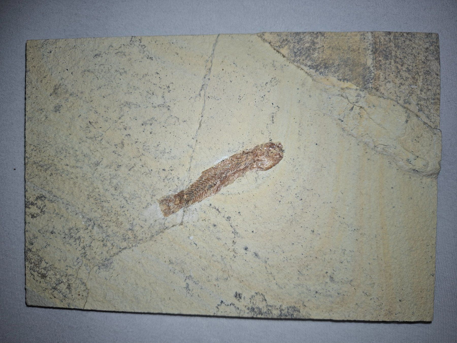 Fossilien: Fischfossil aus Sizilien, auf einer Steinplatte. – Neu (gemäss Beschreibung) aus Berikon von ric_kz59 4