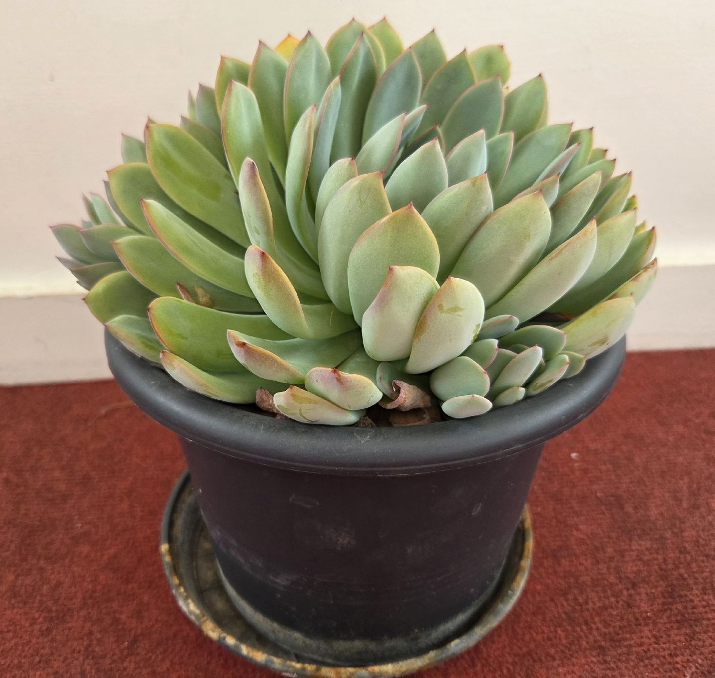 Piante & sementi: Echeveria Pflanze, 18cm breit, mit Top – Usato da Konolfingen venduto da S1000RR-Karin 2