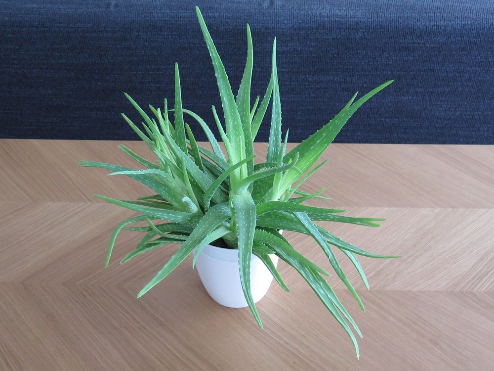 Aloe Vera Zimmerpflanze / Zierpflanze ca. 70cm (1 von 4) Kaufen auf