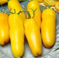 Ab 5.- fr 5 SAMEN Tomate gelbe BIO «BANANA LEGS”