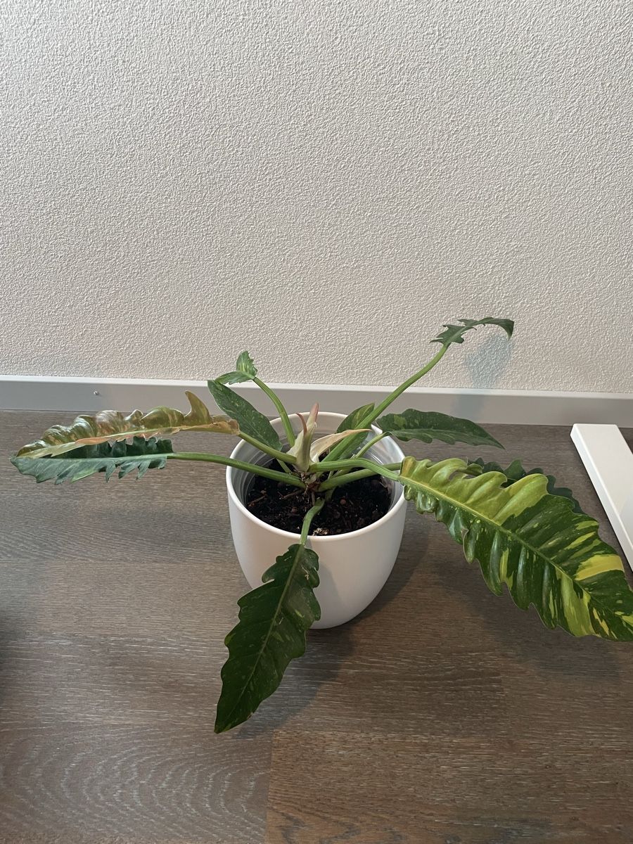 Piante & sementi: Philodendron ring of fire plant with pot – Usato da Uster venduto da momogarden 1