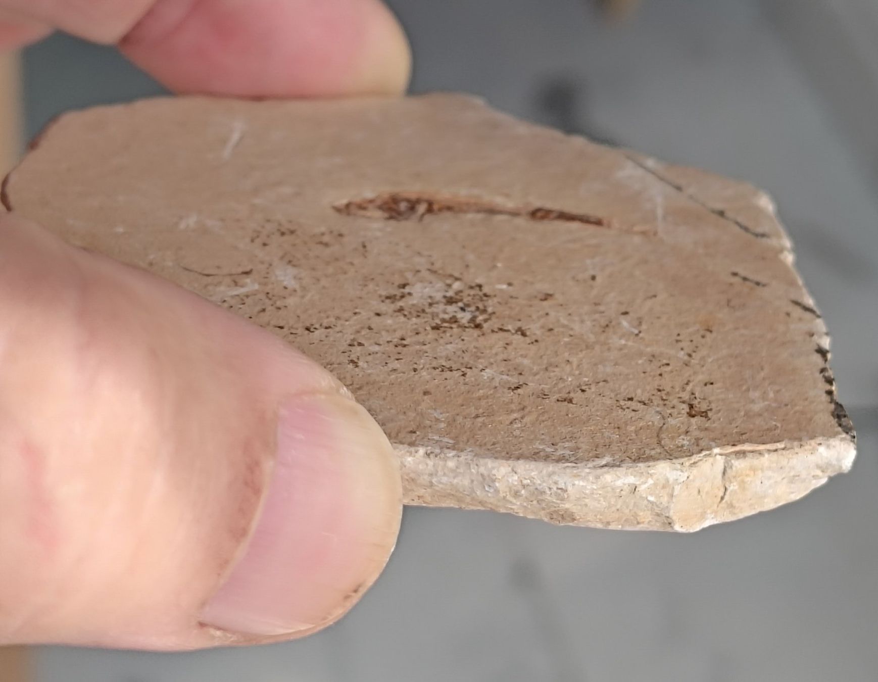 Fossilien: Pesci ossei fossili. 2 pz. – Neu (gemäss Beschreibung) aus Lugano von fbo_82wg 5