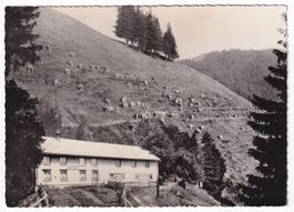 Restaurant Tierhag - Alp Schnebelhorn  1954