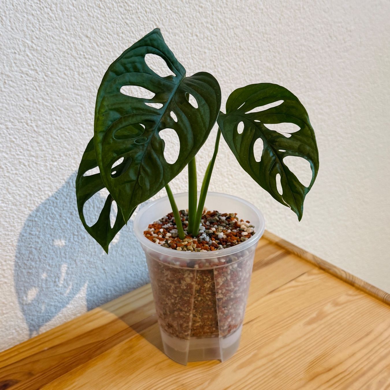 Piante & sementi: Monstera Adansonii – Usato da Wald ZH venduto da 2kndPlant