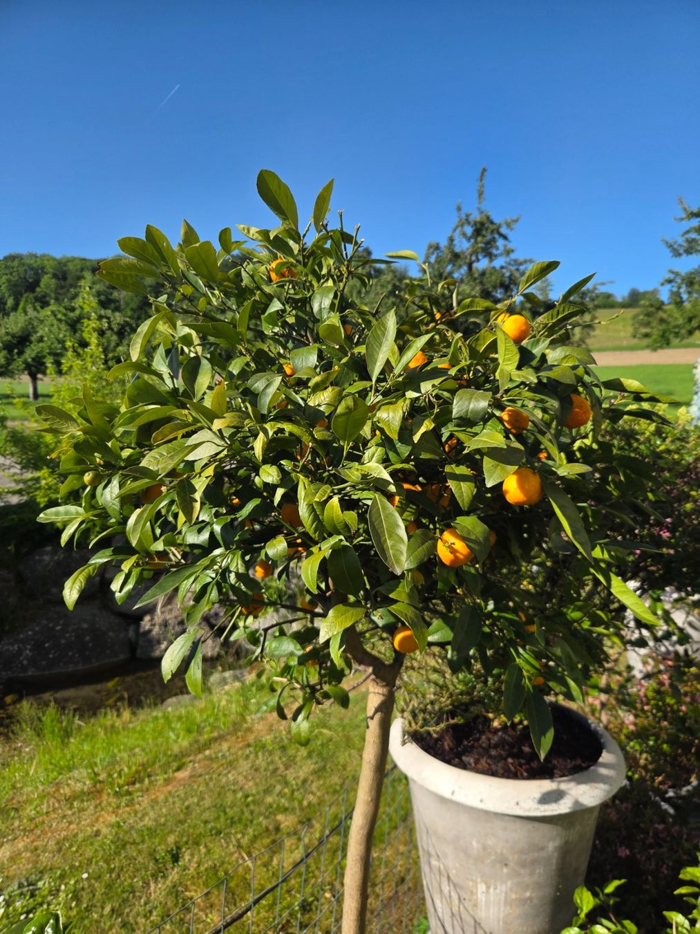 Pflanzen & Samen: zitrus mandarine baum 1m80 – Gebraucht aus Unterlunkhofen von tomnova 2