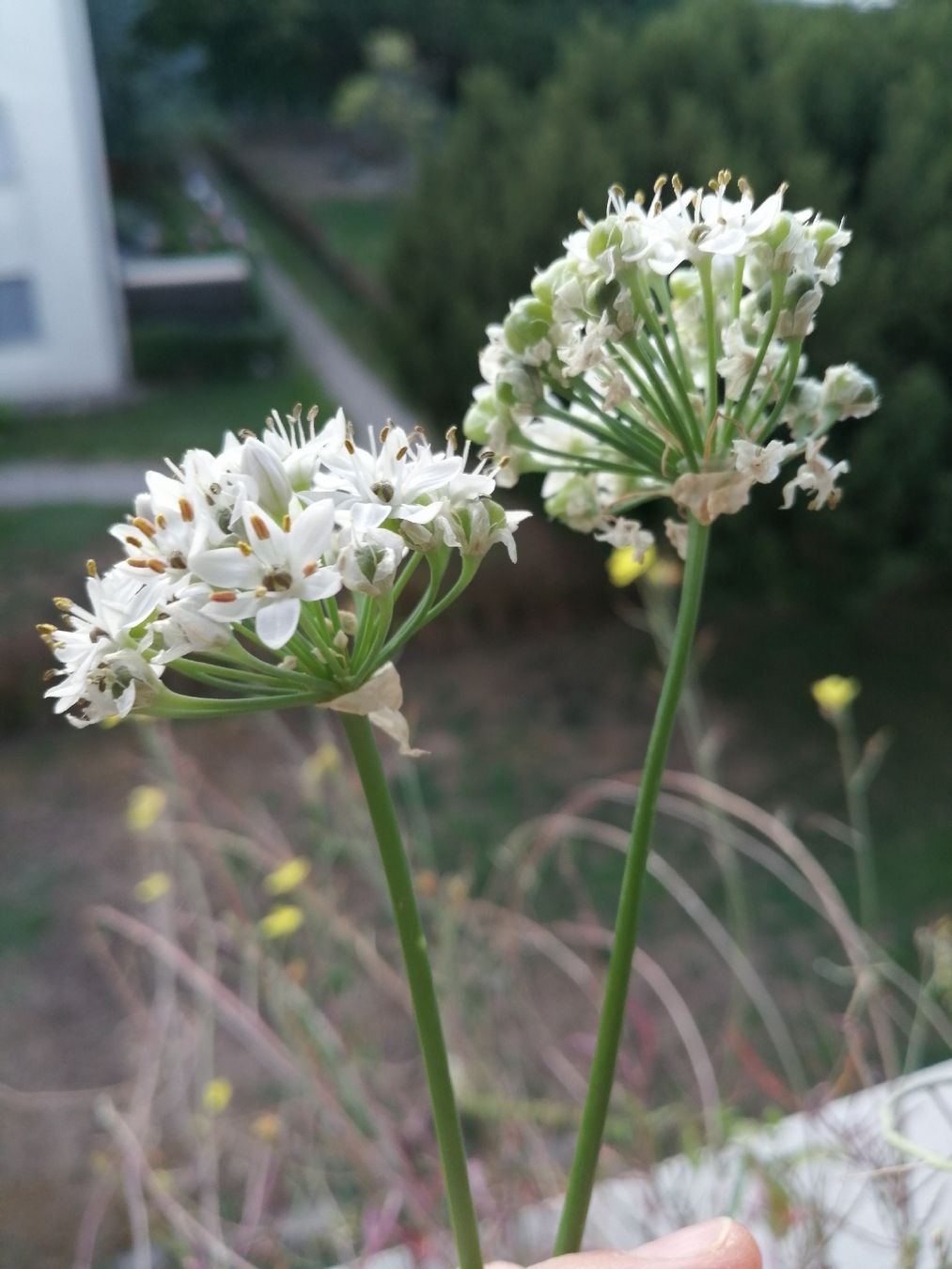 Lebensmittel & Spezialitäten: Schnittknoblauch  – Gebraucht aus Windisch von mer_6cjk 1