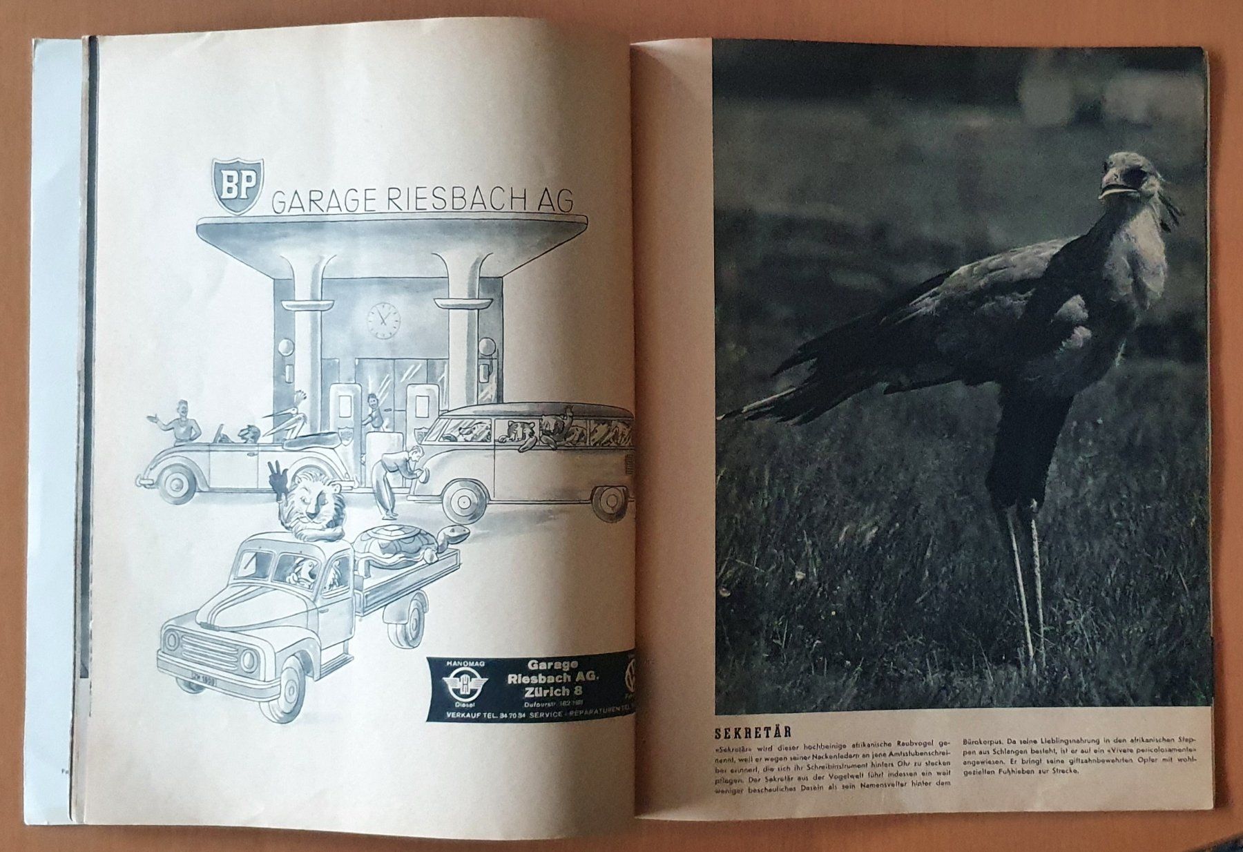 Riviste & Magazine: Zürcher Zoo - Heft 1953 – Usato da Kreuzlingen venduto da Rschweiz1 8
