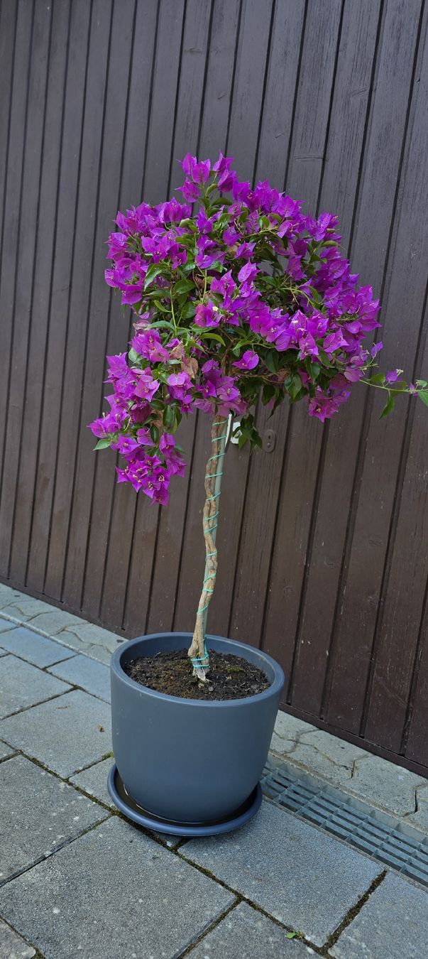 Piante & sementi: Wunderschöne Bougainvillea – Nuovo (secondo la descrizione) da Aarburg venduto da popkorn65 2
