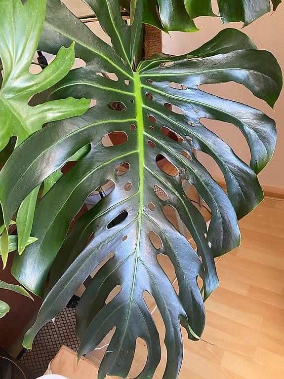 Plantes & graines: Monstera Deliciosa xxl Kopfsteckling  – D'occasion à Pratteln par Sylvie027 1