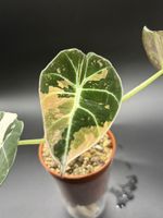 Alocasia Black Velvet Pink Variegata (3-2)