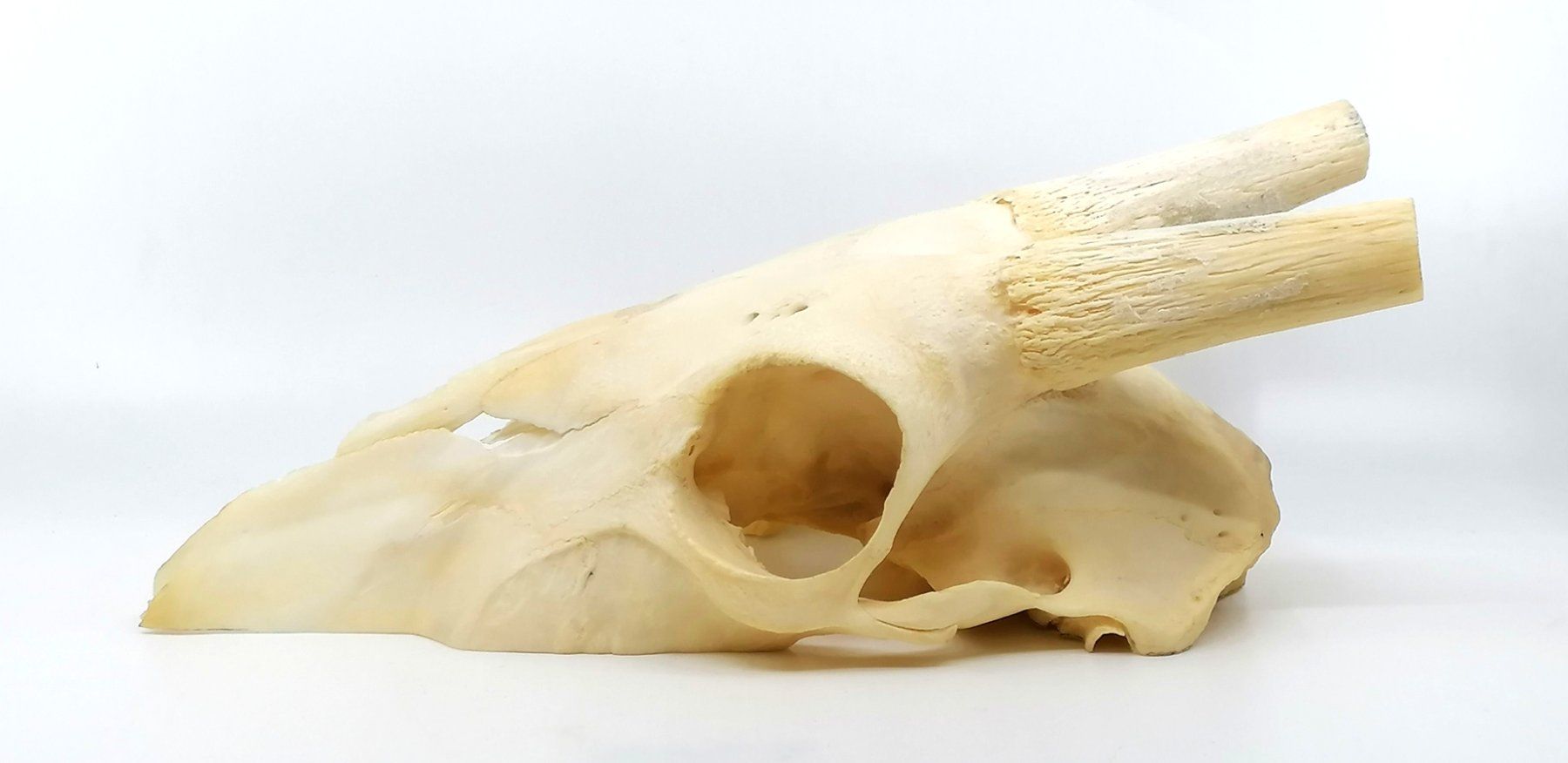 Altre raccolte & rarità: Schädel Spiessbock Oryx Antilope Trophäe makaber – Usato da Reinach BL venduto da fliegenrolli 4