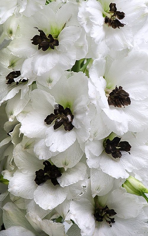 Piante & sementi: 50 Samen Rittersporn WHITE DARK BEE – Nuovo (secondo la descrizione) da Ehrendingen venduto da VerveinaSamen 2