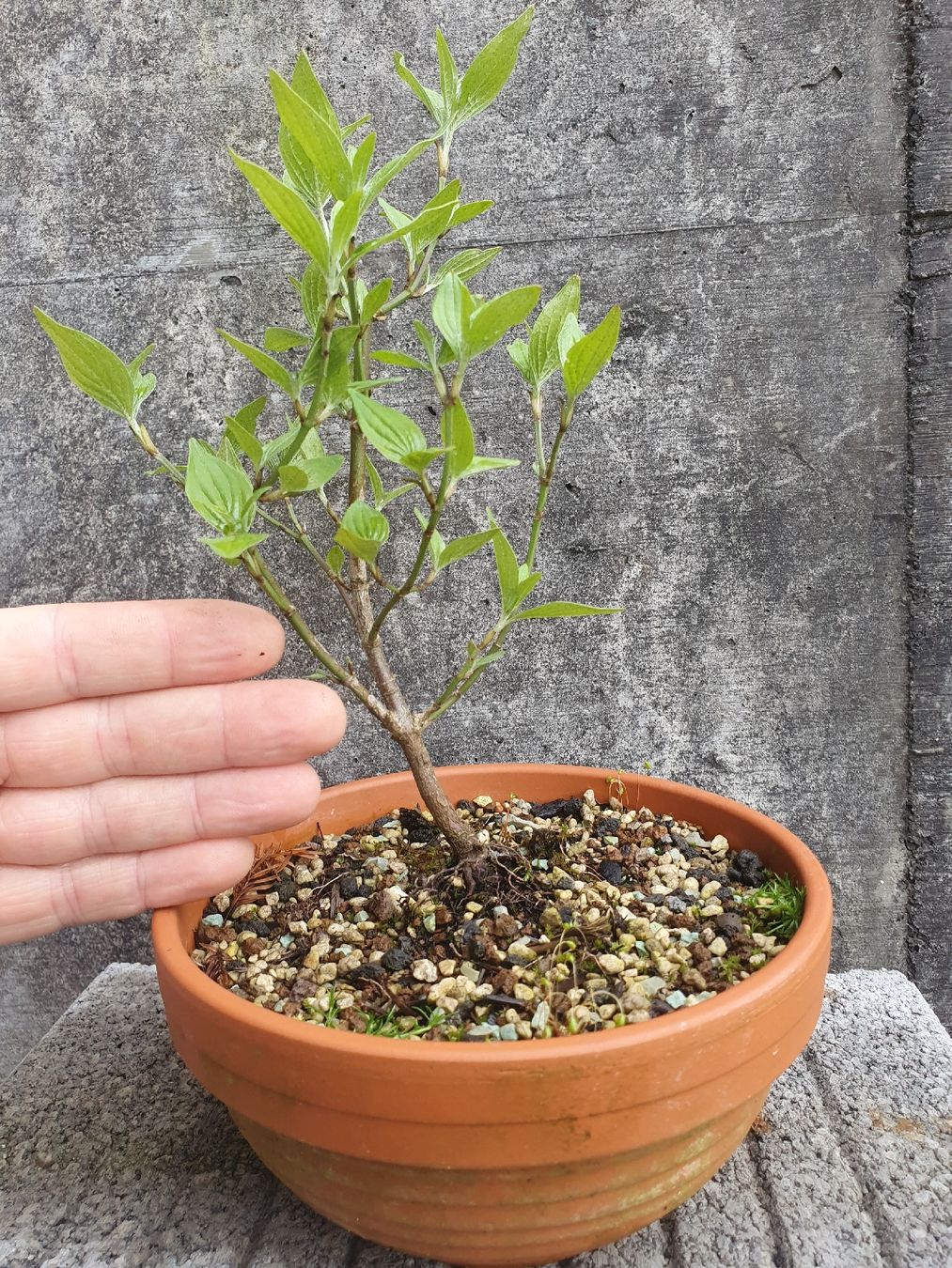 bonsai prunus dulcis Japanese Apricot Bonsai Tree – Bella Bonsai Nursery main image 0