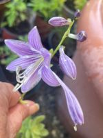 KLEINE HOSTA PLANTAGINEA - FUNKIE - LILA/VIOLETT