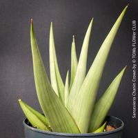 SANSEVIERIA CHANIN CROWN - mit wunderschönen Silber-Blättern